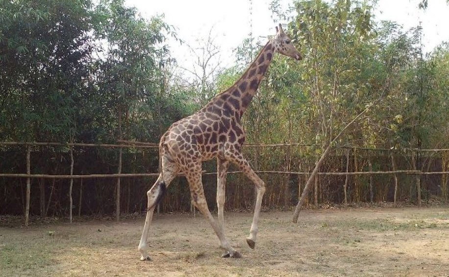 Nandankanan Wildlife Sanctuary